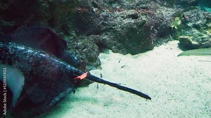 Beautiful black cownose ray of the species Rhinoptera, also known as a stingray fish, swimming in the tank with its mouth situated near its stomach.