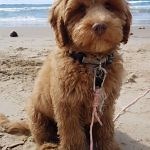 Puppies Available NSW, VIC & QLD | Ausmate Australian Cobberdog