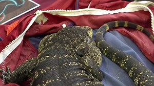 scarifying big lizard in laying on a red bag