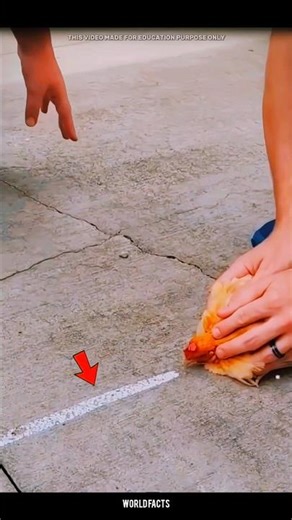 Chicken hypnosis #facts #sciencefacts