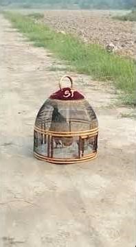 #teetar #kala #teetarawaz #birds #love #birdsounds #kalateetarsindhi