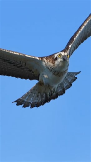 These two young ospreys are currently in the process of developing their hunting skills. I spent several hours attempting to photograph their dives, but unfortunately, I was unsuccessful. They frequently simulated dives without actually entering the water. Despite their reluctance to dive, it was a beautiful experience to observe them. Their mother was actively encouraging them to fish, and their plumage was quite striking. Hand-held captured Gold Coast Australia, salimy_photography . #birdsofpr