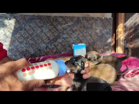Heartwarming Rescue 🐶 | Bottle Feeding Abandoned Puppies for the First Time | Educational Purpose