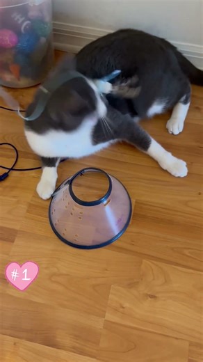 1. Problem Solving😻 #kucing #cat #cute #billie #gatos #고양이