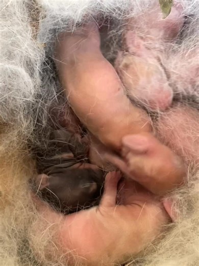 Our Dutch doe gave us 6 healthy kits and we couldn’t be more excited! #dutchrabbit #rabbitkits #rabbitsoftiktok #babyrabbits #agriculture