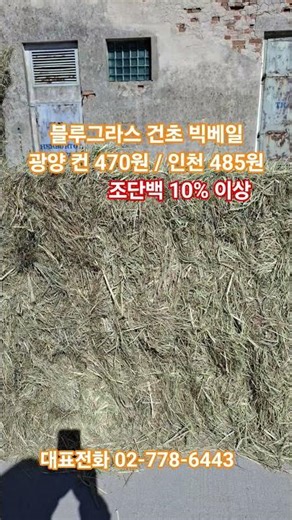 고급 건초 블루그라스 건초 빅베일 조단백 10% 이상 #톨헤이대체 #블루그라스 #한중에스에스