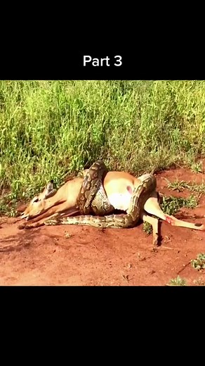 1K views | Python hunting deer #wildanimals #python #deer #animals | Video Snake | Facebook