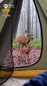 Mother Deer Leaves Baby Outside Random Strangers Tent🦌