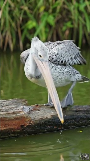 Pelecanus philippensis: The SPOT-BILLED Pelican You Need to Know 🦢 Wildlife Facts