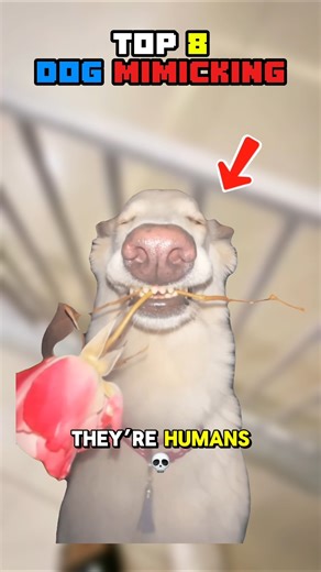 Mimicking their owners a little TOO well… 💀 #dogs #shorts