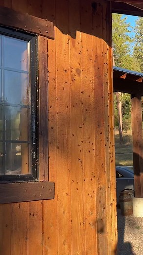 Dealing with Stink Bugs: Effective Pest Control Tips