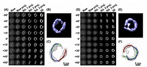 Video: Researchers Produce the First High-Quality 3-D Images of an Individual Protein