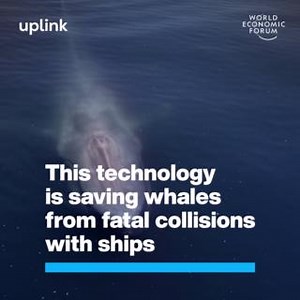 Ship strikes are one of the leading causes of death for whales 🐋 Whale Safe is a mapping and analysis tool designed to prevent ship collisions with whales and is currently being used in California’s Santa Barbara Channel. 👉 Learn more about our UpLink innovators protecting our ocean: https://ow.ly/TLb650QF8cv @Benioff Ocean Initiative The Marine Mammal Center | UpLink - World Economic Forum