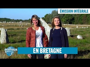 Les Animaux de la 8 en Bretagne - Émission intégrale