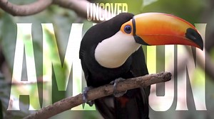 Deep Into the Amazon: Secrets of the World’s Most Mysterious Jungle