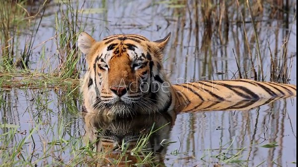 Bengal Tiger (Panthera tigris tigris) refreshes itself in the water,Tadoba National Park