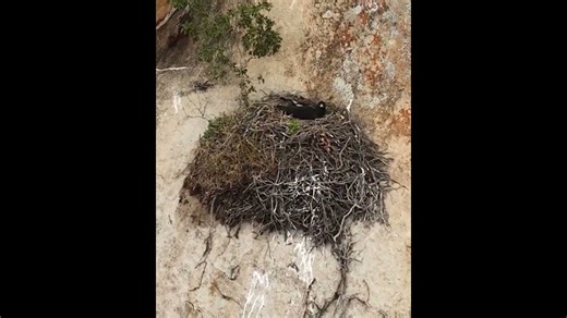 Black eagle soars over Zimbabwe spotting every detail