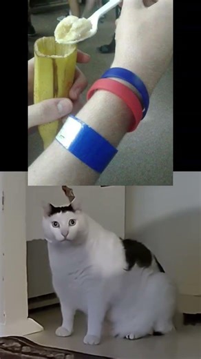 huh ‎#cutecat #cat #funnymemes #cuteanimals #petmemes ‎#funnycat