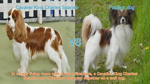 Cavalier King Charles Spaniel vs. Papillon: A Comparison of Charming Dog Breeds