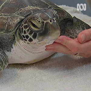 77K views · 627 reactions | Our waste doesn't just affect us.  #WarOnWasteAU | ABC iview | Facebook