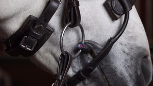 5.1K views · 79 reactions | Horse-heaven with the unique cradles™...