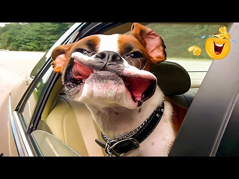 The Funniest Pets 🐾 Cat and Dog Compilation That Will Make You Laugh Until You Cry!