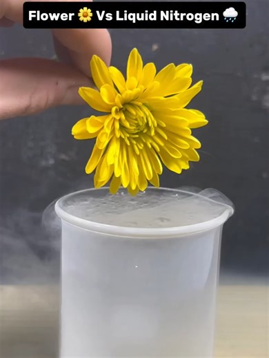 Liquid Nitrogen vs Flower: A Satisfying Science Experiment