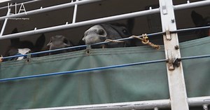 ‘Horses are at risk’: Animal welfare groups say transport deaths underreported to CFIA