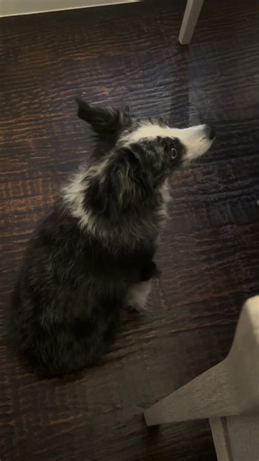 Happiness is Bella patiently waiting for a little something to “accidentally” fall from the table🤣