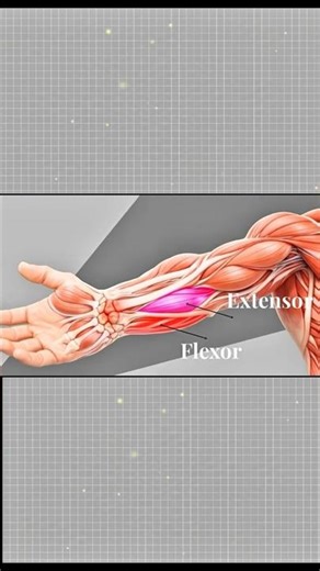 Fix Your Forearm Muscle | #yt #ytshorts