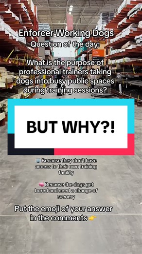 The Importance of Training Dogs in Busy Public Spaces