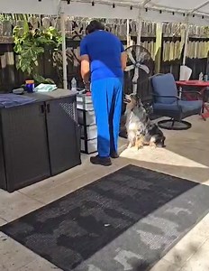 Service Dog Training with Sebastián. #MobilityAssistance #DogTraining #ServiceDog #MedicalAlert #FortLauderdale #DoyleServiceDogs | Daniel De La Rosa - Dogs