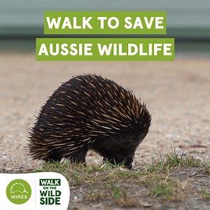 Take a walk on the Walk on the Wild Side NEXT MONTH! Choose your challenge: 50km, 100km, or 150km to give sick, injured and orphaned native animals their second chance of life in the wild. 🐨🦎 Entry is FREE - sign up now! | WIRES