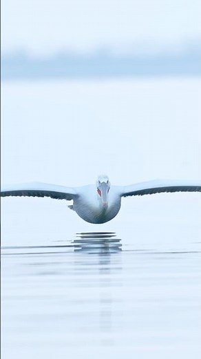 Another Perfect Pelican Flight