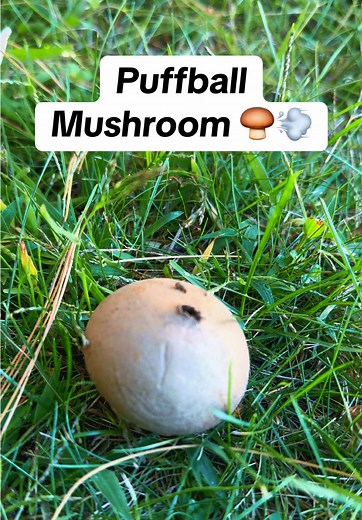 Puffball Mushroom: Exploring Nature's Fungi