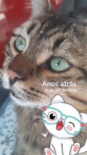 #anosatrás #fofinho😽🐈💕😘 #foryoupage❤️❤️