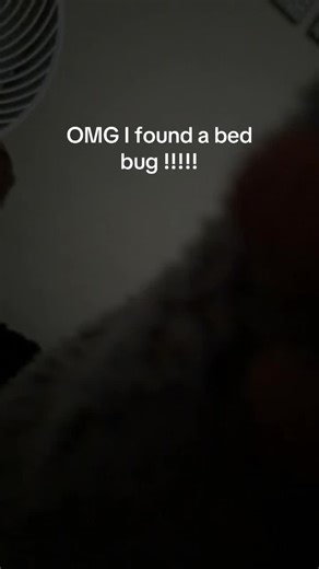 Omg I found a bed bug !!!! #bedbugs #catsoftiktok #catlover #catsinbed