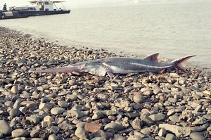 Chinese paddlefish, Salah Satu Ikan Terbesar di Dunia Telah Punah - National Geographic