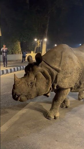 Rhino Walking Down the Street in Nepal || ViralHog