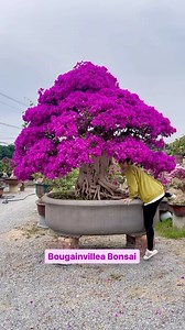 297K views · 57K reactions | Colossal bougainvillea bonsai in bloom Follow @bonsaisociety for more #bonsai #flowering #tree #bonsaisociety | Bonsai Society | Facebook