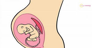 Vidéo : le placenta en images !