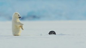 Amidst the spectacular backdrop of the Arctic, two polar bear cubs and their mother set off on a perilous journey to the sea in this dramatized nature story narrated by Kate Winslet. Snow Bears, watch tonight at 7pm or stream now: www.knowledge.ca/program/snow-bears | Knowledge Network