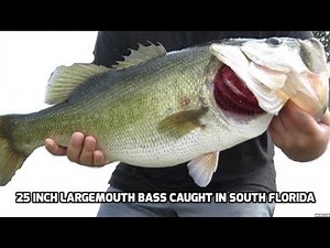 25 inch trophy largemouth bass caught in South Florida