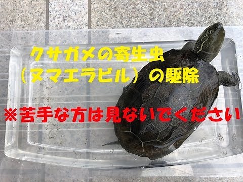 クサガメの寄生虫（ヌマエラビル）の駆除