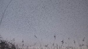 6.3K views · 40 reactions | “Like watching the avian Northern Lights”...