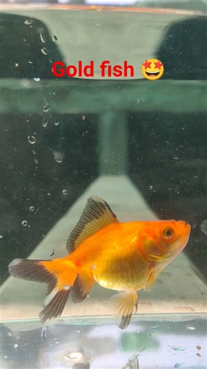 Gold fish tank 🤩 #fish #goldfish #aquariumfish
