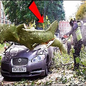 22K views · 12 reactions | Tree Cutting Fails And Idiots Working With Chainsaw Cr: Friendly machines #Friendlymachines #Skills #TreeFalling #Cutting #Fails | Friendly machines | Facebook