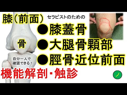 膝蓋骨、大腿骨内外側顆、脛骨粗面の触診