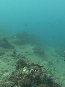 211K views · 2.5K reactions | Spearfishing Green Job Fish #warrenadventure #philippinelifespear #catchandcook #fishing #fishingtrip #catchandrelease #fishingislife #fishingtime #spearo | Warren Adventure | Facebook