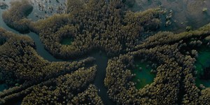 ‘Caddo Lake’ – M. Night Shyamalan Produced This Mystery Horror Movie for Max [Trailer]